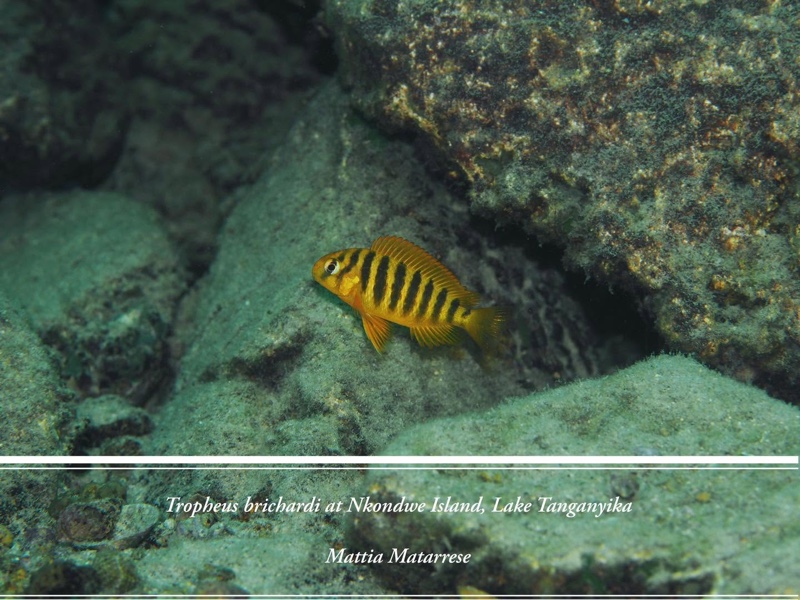 Tropheus sp. 'kipili' Nkondwe Island